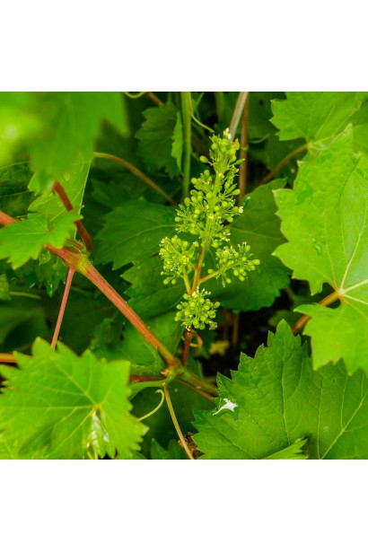 Виноград Айвенго - цветение и формирование ягод у гроздья